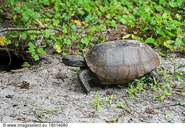 Gopher tortoise Gopher tortoise, Georgia Gopher Tortoises (Gopherus ...