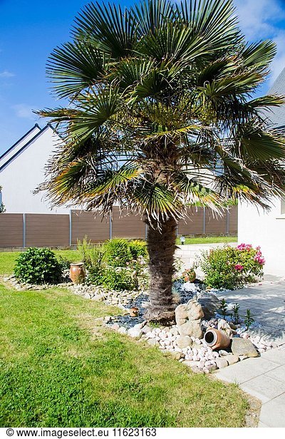 Gorgeous landscape with Palm tree on a terrace of a house in Brittany  France