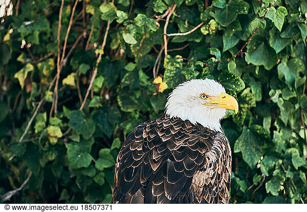 Gorgeous strong bald eagle sitting nearby green vegetation