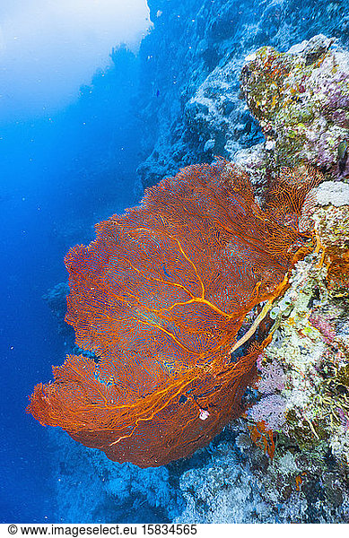 Gorgonian or soft coral at the Great Barrie Reef