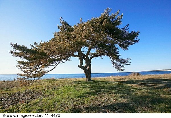 Gotland Gotlands län Baum Meer Kiefer Pinus sylvestris Kiefern Föhren Pinie Schweden