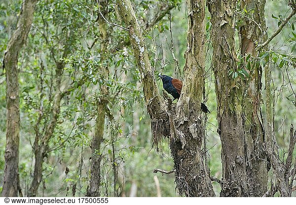 Größerer Coucal oder Krähenfasan (Centropus sinensis)  Mangrovenwald  Feuchtwald  Tra Su Bird Sanctuary  Chau Doc  Vietnam  Asien