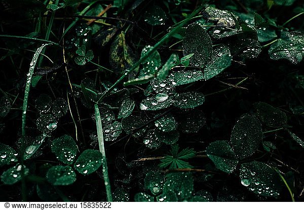 grüne Blätter mit Regentropfen im Wald