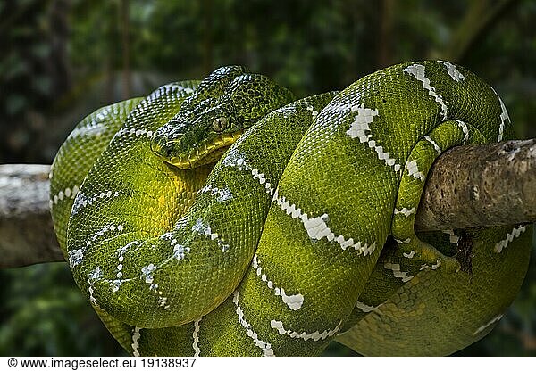 Grüne Hundskopfboa (Corallus caninus) zusammengerollt in einem Baum  eine nicht giftige tropische Schlangenart  die in den Regenwäldern Südamerikas heimisch ist