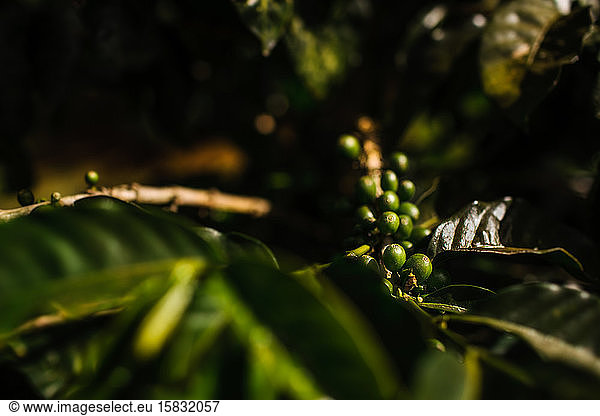 Grüne Kaffeebohnen wachsen am Baum
