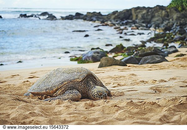 Grüne Meeresschildkröte (Chelonia mydas) an der Schildkrötenbucht,  Laniakea Beach,  Hawaii-Insel Oahu,  Oahu,  Hawaii,  Aloha State,  USA,  Nordamerika