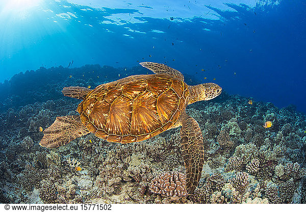 Grüne Meeresschildkröte (Chelonia mydas)  eine bedrohte Art; Hawaii  Vereinigte Staaten von Amerika