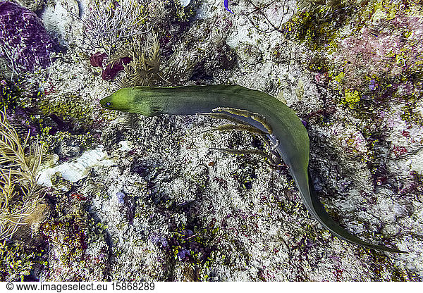 Grüne Muräne (Gymnothorax funebris)  gesehen beim Tauchen in Silk Caye  Placencia Peninsula; Belize