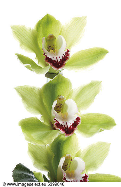 Grüne Orchideen