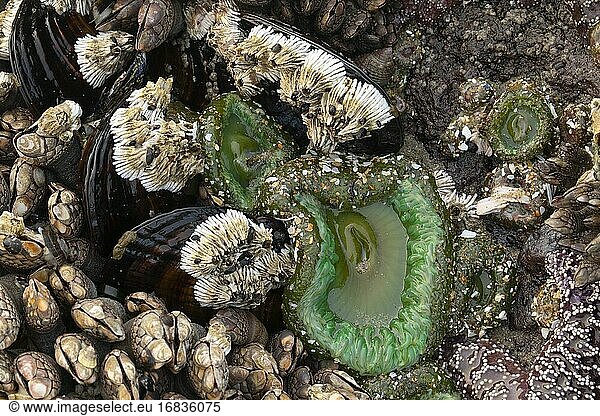 Grüne Riesenseeanemone (Anthopleura xanthogrammica)  Yachats State Park  Oregon.