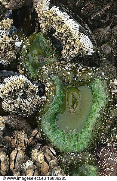 Grüne Riesenseeanemone (Anthopleura xanthogrammica)  Yachats State Park  Oregon.
