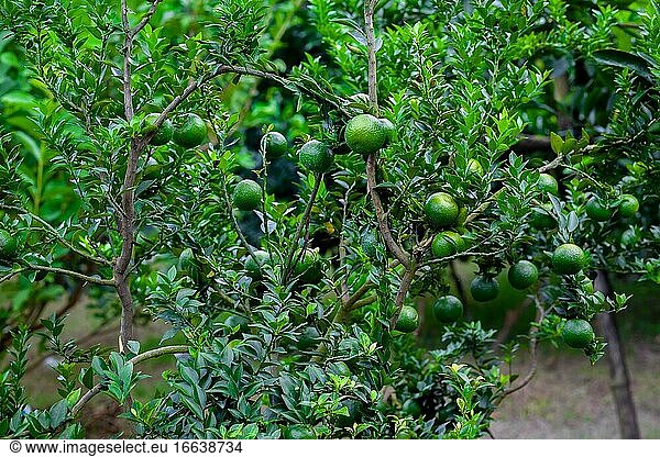 Grüne unreife Zitrusfrüchte hängen am Baum. Grüner Baum Hintergrund.