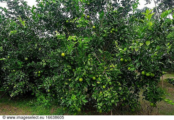 Grüne unreife Zitrusfrüchte (Malta) hängen an einem Baum. Plantage mit Zitrusfrüchten.