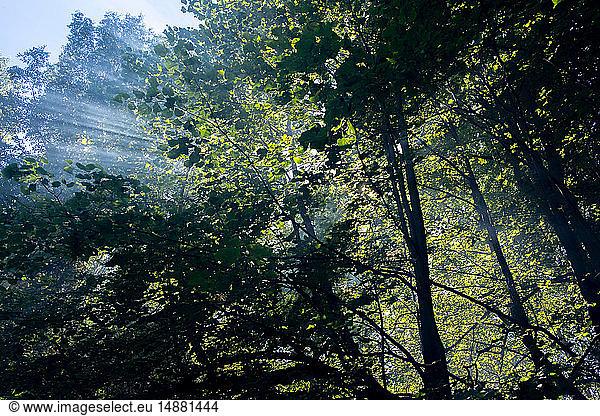 Grüne Waldbaumwipfel und Sonnenstrahlen  Ansicht mit niedrigem Winkel