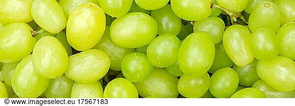 Grüne Weintrauben Trauben Weintraube Traube Früchte Frucht Hintergrund von oben Panorama