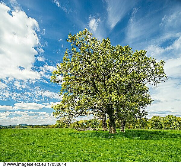 Grüne Wiese mit Baumgruppe im Frühling  Alte Eichen  Hutebäume  Reinhardswald  Hessen  Deutschland  Europa