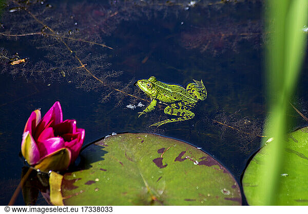 Grüner Frosch in einem Teich neben einer Seerose sitzend