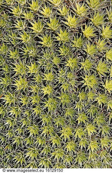 Grüner Kaktus Blätter Hintergrund Muster.