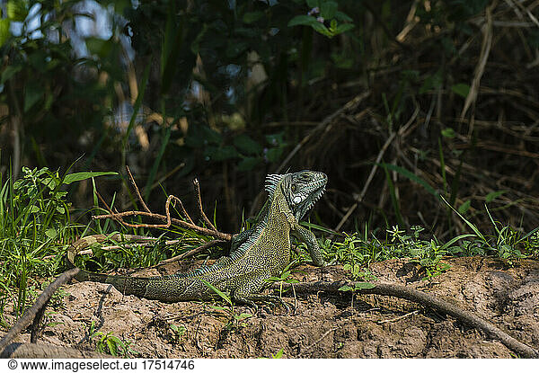 Grüner Leguan
(Iguana iguana)  Cuiaba-Fluss  Pantanal  Mato Grosso  Brasilien