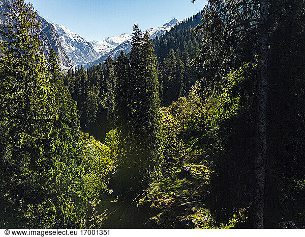 Grünes bewaldetes Tal im Himalaya