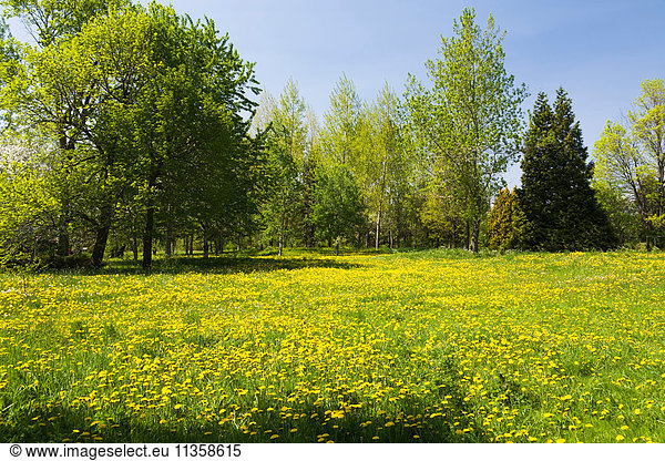 Grünes Grasfeld mit gelbem Taraxacum - Löwenzahnblüten im Frühling von sommer- und immergrünen Bäumen gesäumt