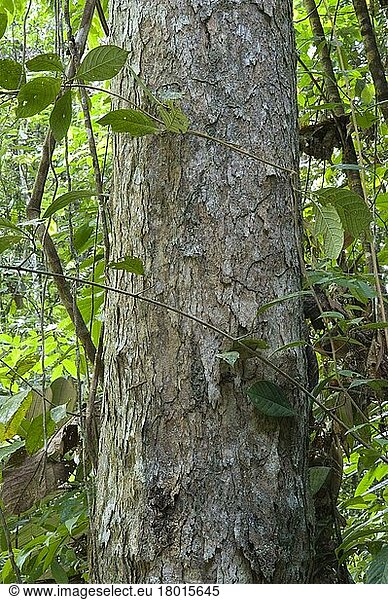 Grünes Herz (Chlorocardium rodiei) Nahaufnahme des Stammes inmitten der Regenwaldvegetation  Iwokrama-Regenwald  Guayana-Schild  Guyana  Oktober  Südamerika