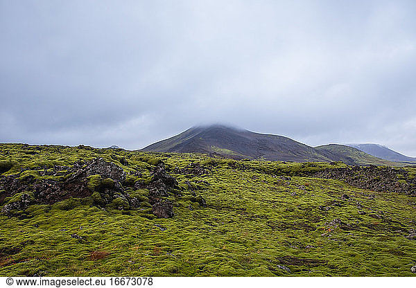Grünes Moos auf vulkanischem Gestein  Südisland