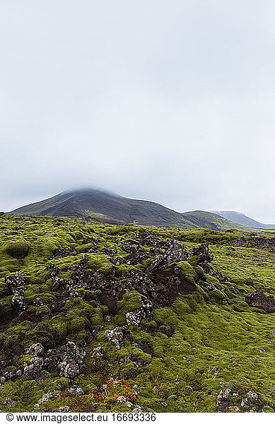 Grünes Moos auf vulkanischem Gestein  Südisland