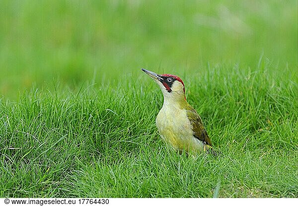 Grünspecht  Grünspechte (Picus viridis)  Spechtvögel  Tiere  Vögel  Spechte  Green Woodpecker adult male  standing on graß  Oxfordshire  England  april