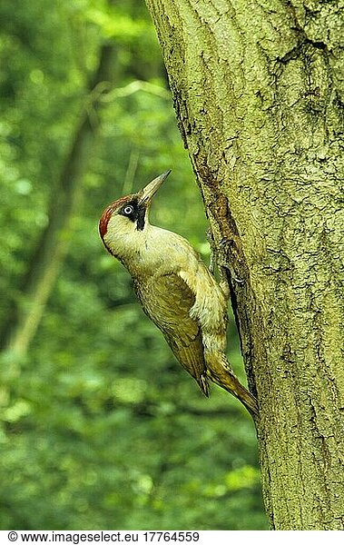 Grünspecht  Grünspechte (Picus viridis)  Spechtvögel  Tiere  Vögel  Spechte  Green Woodpecker Female