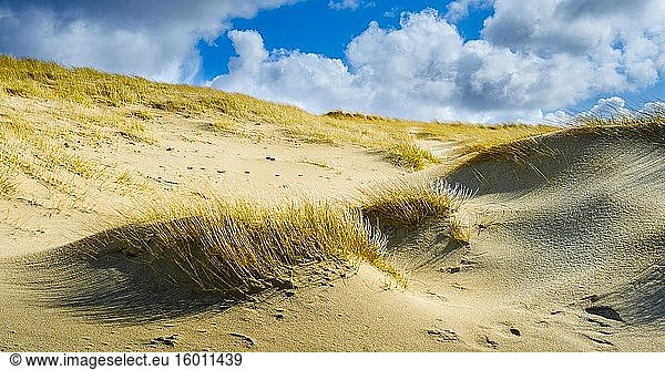 Gräser  die auf den Sanddünen am Strand von Ardroil  Isle of Lewis  Äußere Hebriden  Schottland  wachsen.