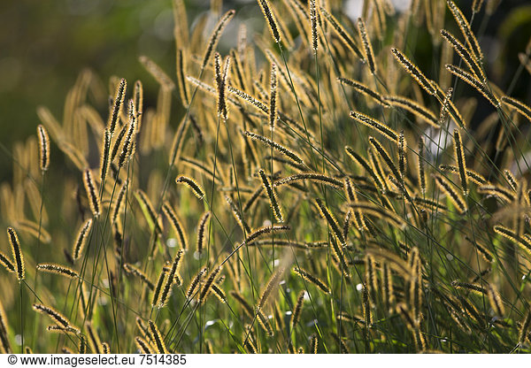Gräser im Gegenlicht an einem Feld nahe Potsdam  Brandenburg  Deutschland  Europa