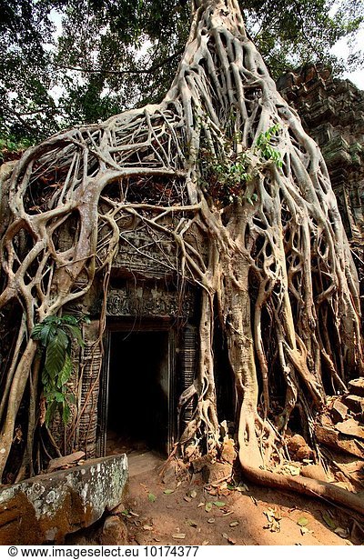 graben gräbt grabend Baum Galerie eindringen Wurzel Angkor Kambodscha