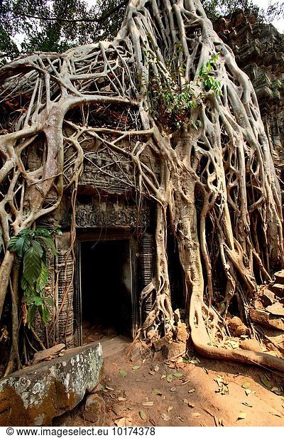 graben gräbt grabend Baum Galerie eindringen Wurzel Angkor Kambodscha