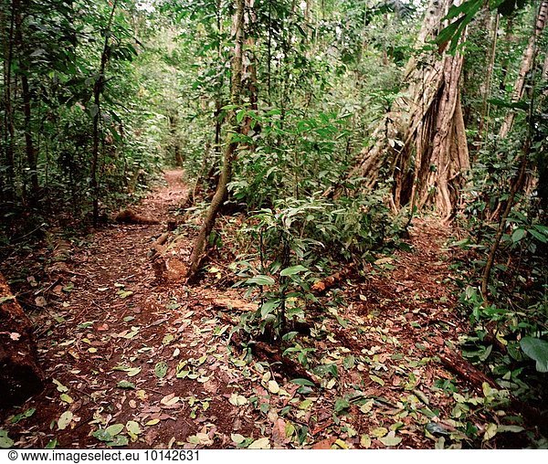graben gräbt grabend Baum Natur reservieren Süden Naturschutzgebiet Peru Regenwald Südamerika
