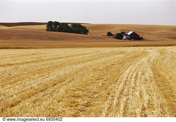 Grain Field  Washington  USA