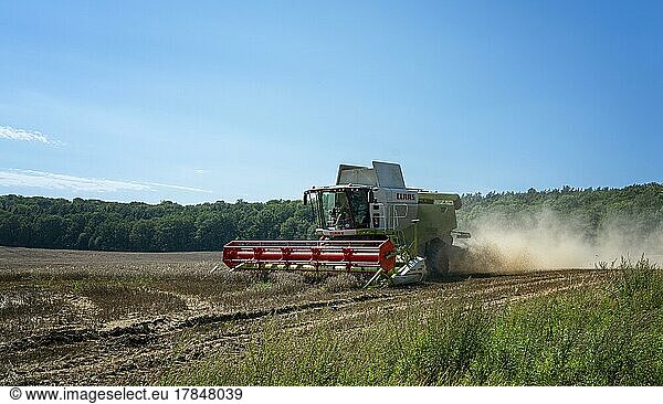 Grain harvest with combine in heat and drought  Finowfurt  Brandenburg  Germany  Europe