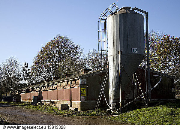 Grain silo for indoor pig production unit  Sutton  Suffolk  England