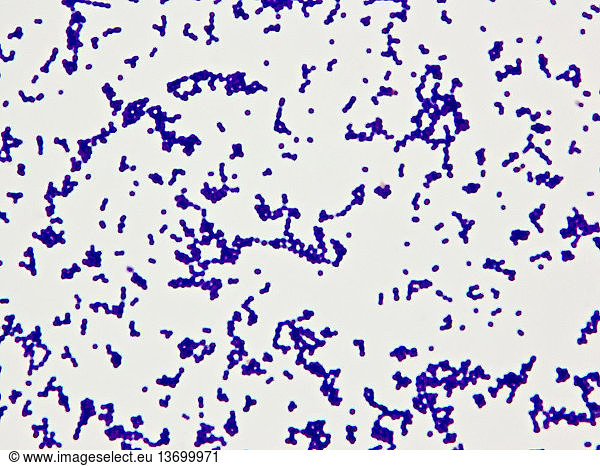 Gram Positive Bacteria (Cocci). Gram-positive bacteria are those that ...