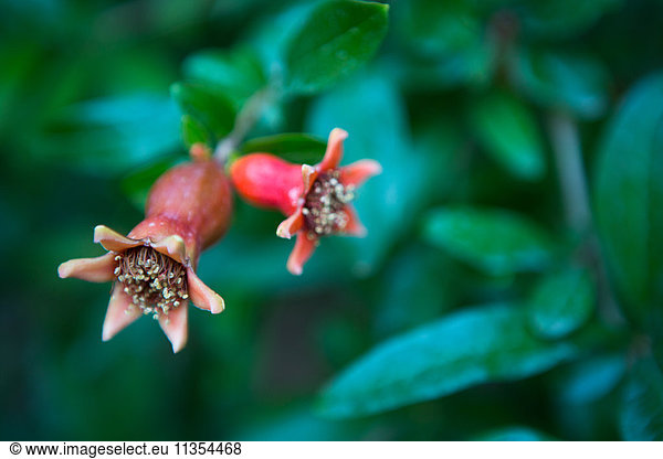 Granatapfel-Blüten