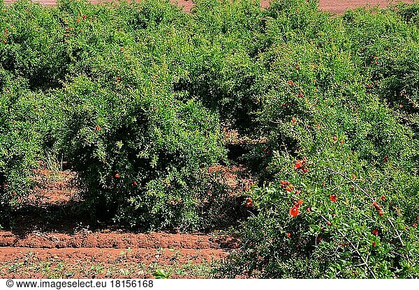 Granatapfel-Plantage  Türkei  Asien