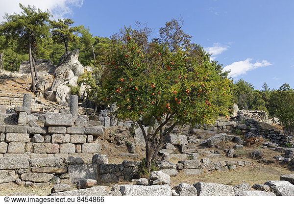 Granatapfelbaum (Punica granatum)  antikes Heiligtum Labranda bei Milas  Provinz Mu?la  Karien  Ägäis  Türkei