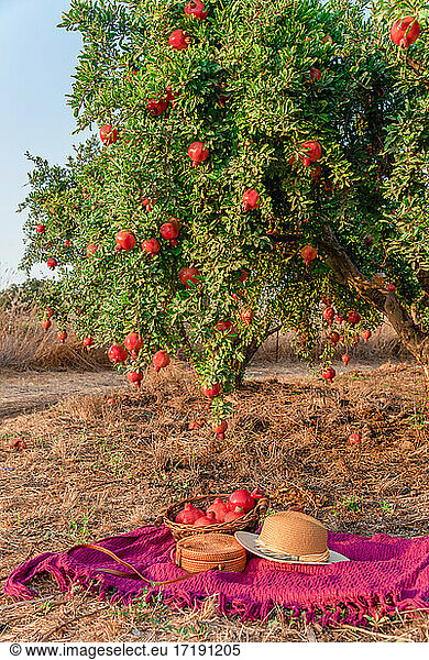 Granatapfelgarten mit Korb mit Früchten  Decke