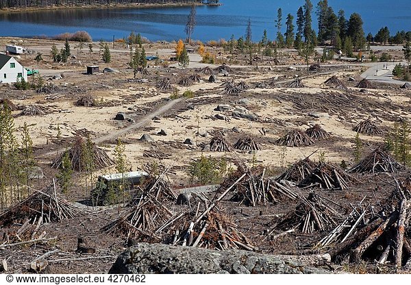 Grand Lake  Colorado - Trees cut down because they have been killed by an outbreak of mountain pine beetles The beetle has killed millions of acres of pine trees in the American west Scientists expect the problem to worsen due to global warming  because
