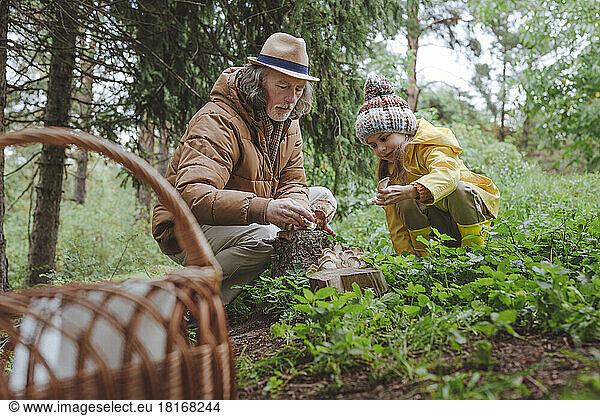 Grandfather and granddaughter picking up mushrooms in forest