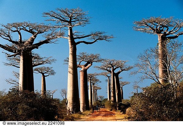 Grandidier´s Baobab (Adansonia Grandidieri). Morondava  West Madagaskar