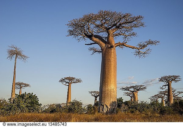 Grandidier's Baobabs (Adansonia grandidieri),  Avenue of the Baobabs,  Morondava,  Madagaskar,  Afrika