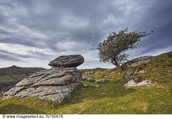 Granite boulders and a wind-gnarled hawthorn tree on Bench Tor  a typical landscape feature of Dartmoor National Park  Devon  England  United Kingdom  Europe