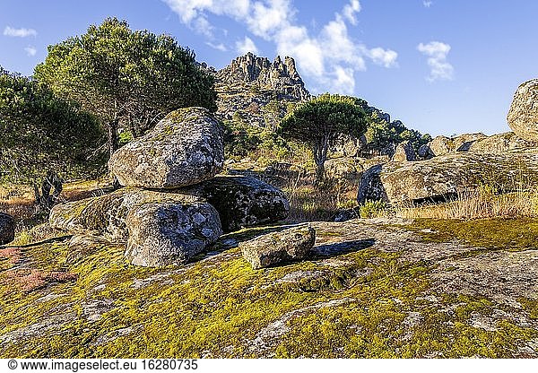 Granite rocks  conifers and moss at Mujniana Cliff. Madrid. Spain. Europe.