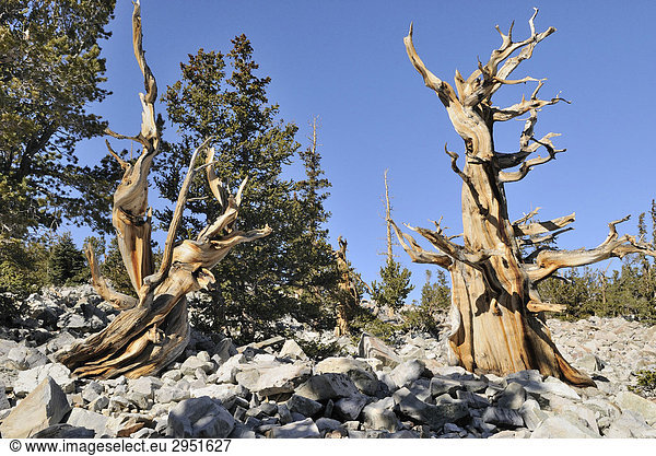 Grannen-Kiefern (Pinus aristata)  2000 bis 3000 Jahre alt  Bristlecone Pine Grove  Great Basin Nationalpark  Nevada  USA